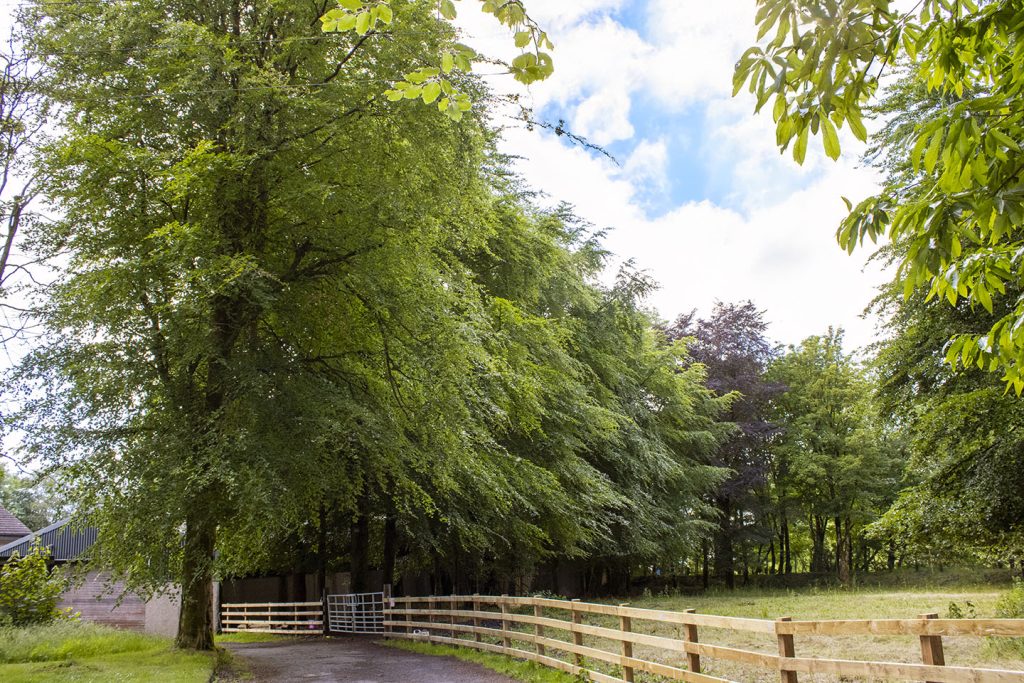 The field of trees around the house